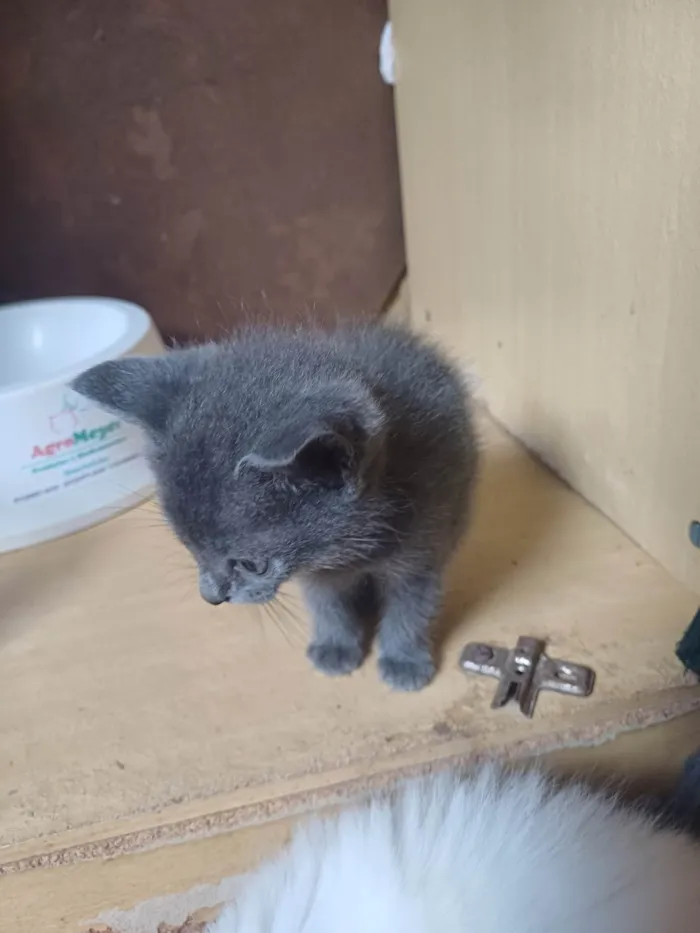 Gato ra a Ashera idade Abaixo de 2 meses nome Mix Russo Azul adocao