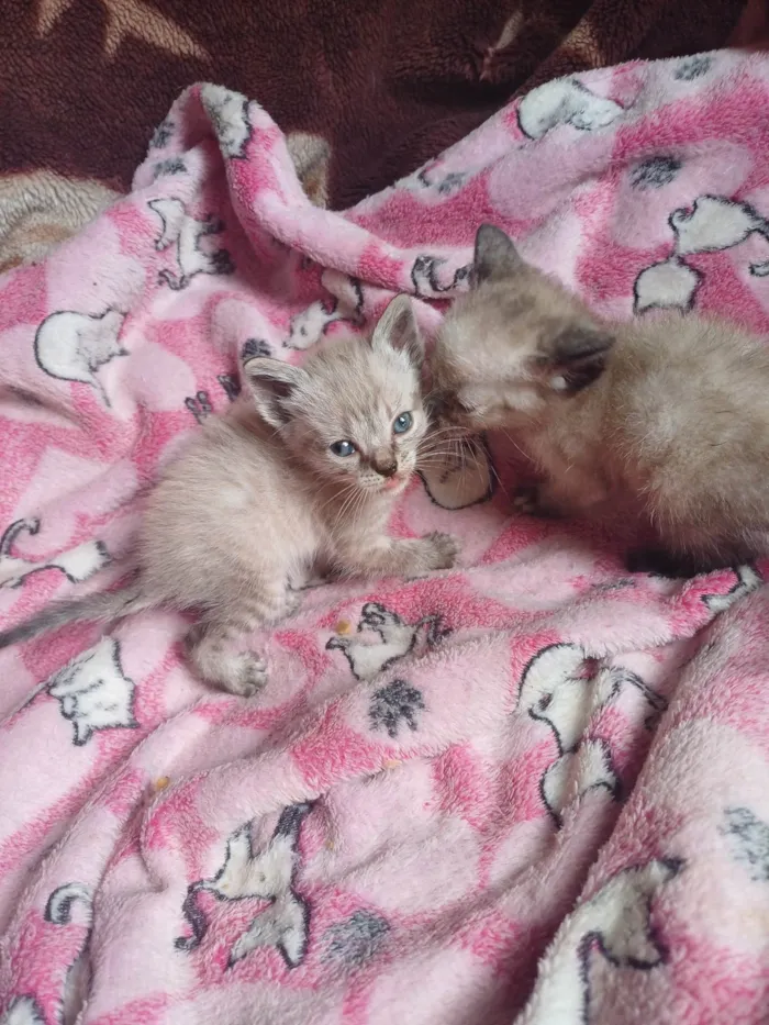 Gato ra a Siamês idade Abaixo de 2 meses nome Siameses adocao