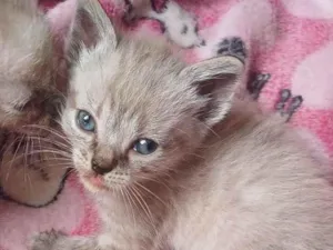 Gato raça Siamês idade Abaixo de 2 meses nome Siameses adocao