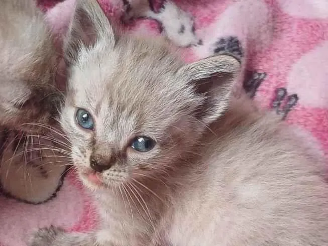 Gato ra a Siamês idade Abaixo de 2 meses nome Siameses adocao