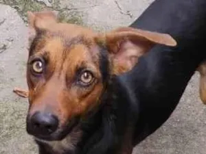 Cachorro raça SRD-ViraLata idade 7 a 11 meses nome Marvel 