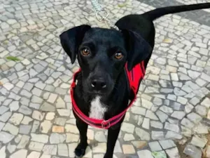 Cachorro raça SRD-ViraLata idade 1 ano nome Serena 