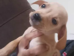 Cachorro raça SRD-ViraLata idade 2 a 6 meses nome Rayssa