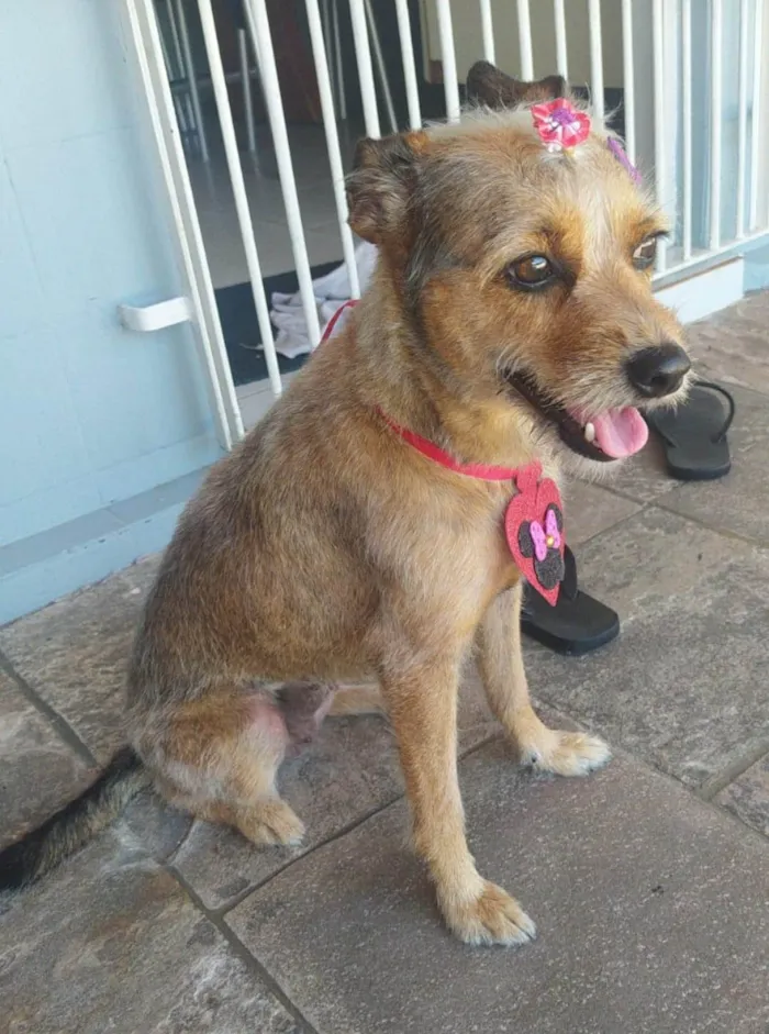 Cachorro ra a SRD-ViraLata idade 5 anos nome Belinha