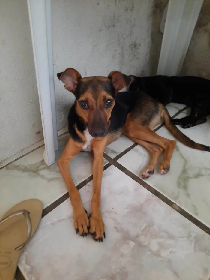 Cachorro ra a SRD-ViraLata idade 2 a 6 meses nome Pretinha