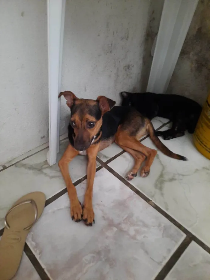 Cachorro ra a SRD-ViraLata idade 2 a 6 meses nome Pretinha