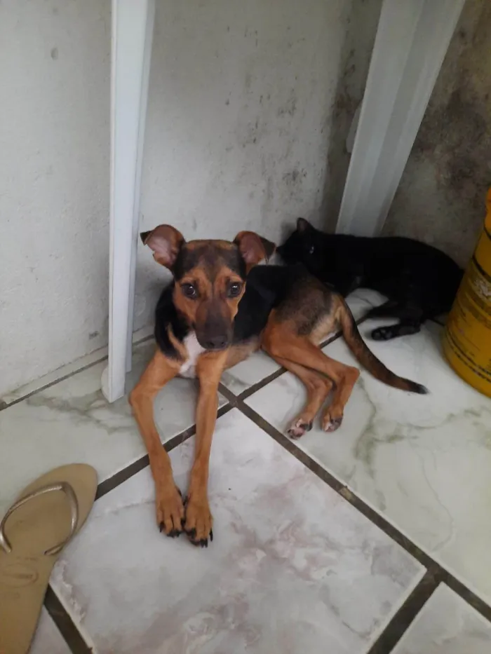 Cachorro ra a SRD-ViraLata idade 2 a 6 meses nome Pretinha