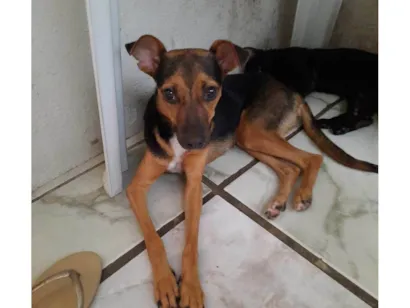 Cachorro raça SRD-ViraLata idade 2 a 6 meses nome Pretinha