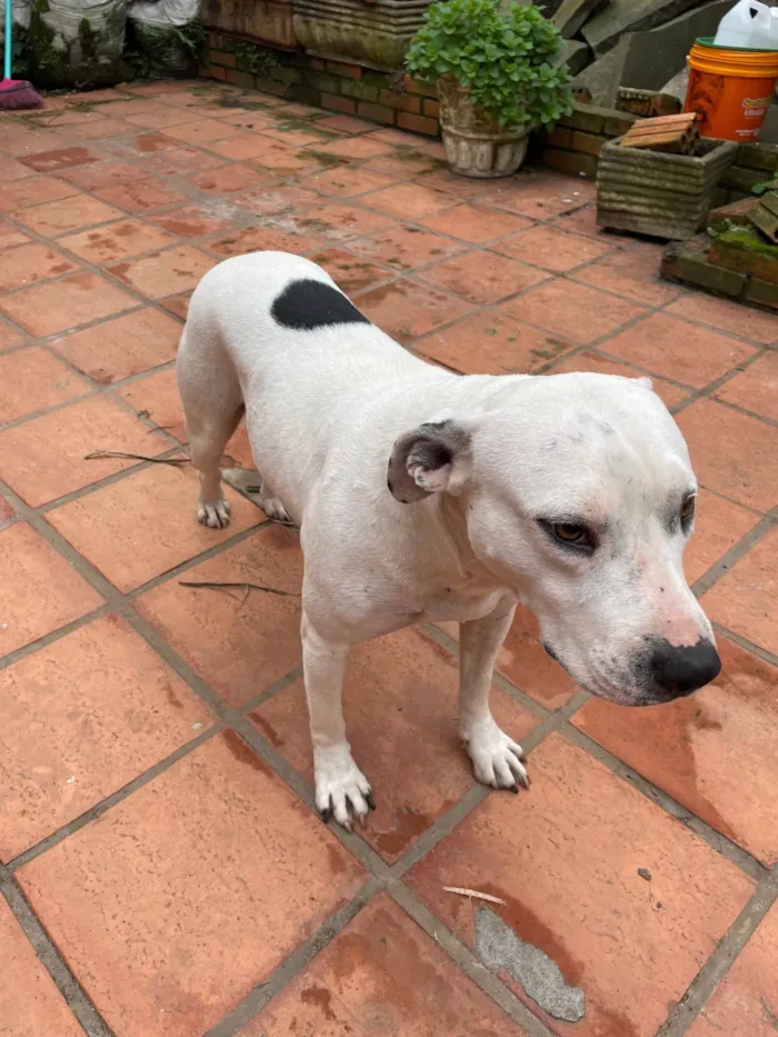 Cachorro ra a Pit-Bull idade 3 anos nome Jojo