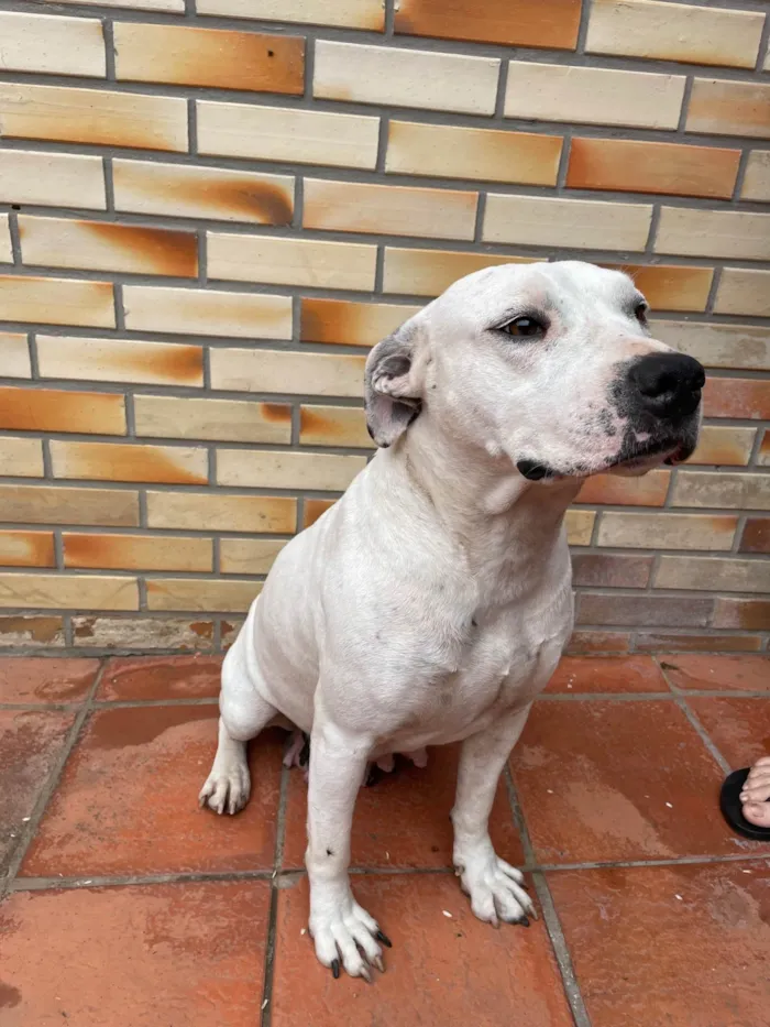 Cachorro ra a Pit-Bull idade 3 anos nome Jojo