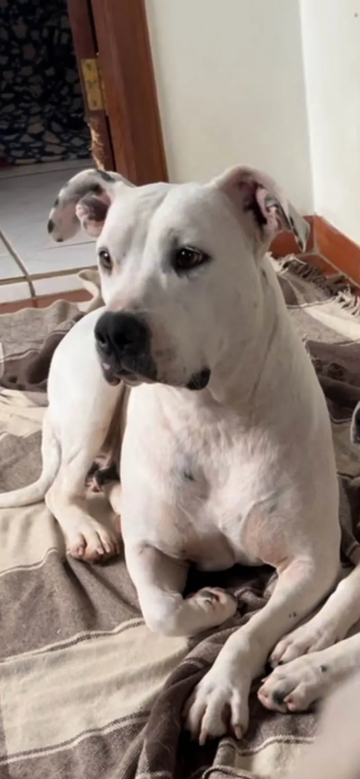 Cachorro ra a Pit-Bull idade 3 anos nome Jojo