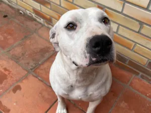 Cachorro raça Pit-Bull idade 3 anos nome Jojo