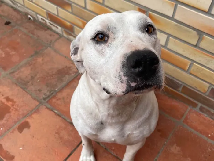 Cachorro ra a Pit-Bull idade 3 anos nome Jojo