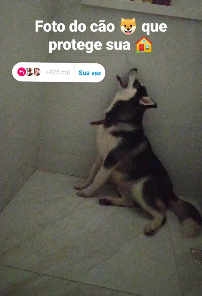 Cachorro ra a Husky Siberiano idade 1 ano nome Atlas