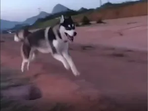 Cachorro raça Husky Siberiano idade 1 ano nome Atlas