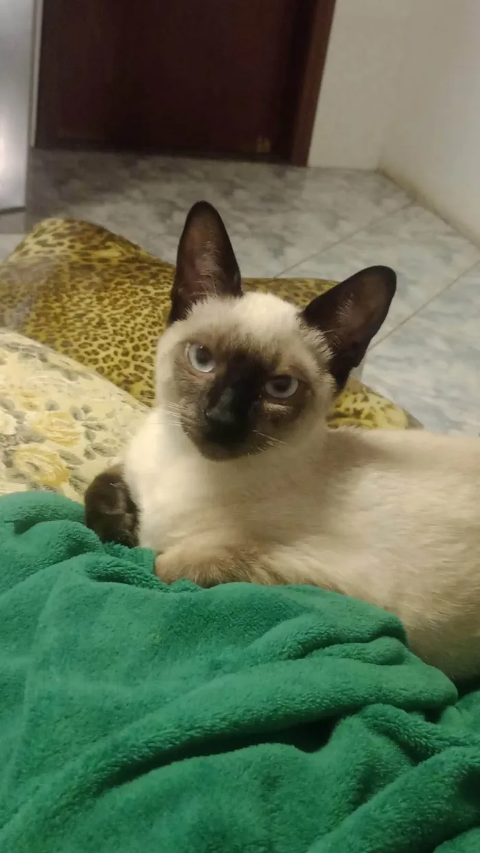 Gato ra a Siamês idade 2 a 6 meses nome Bastet