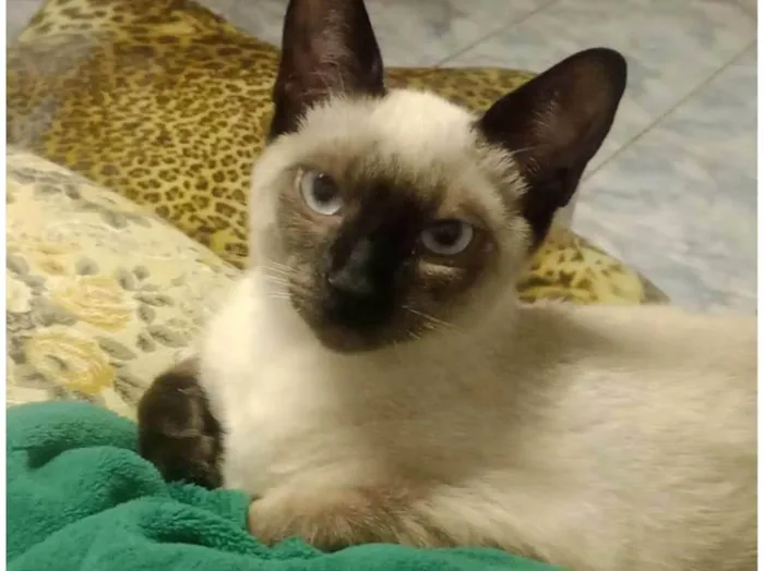 Gato ra a Siamês idade 2 a 6 meses nome Bastet