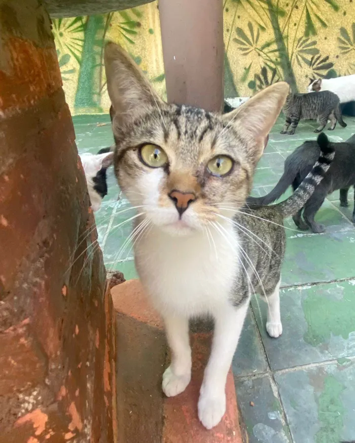 Gato ra a SRD-ViraLata idade 1 ano nome Churu