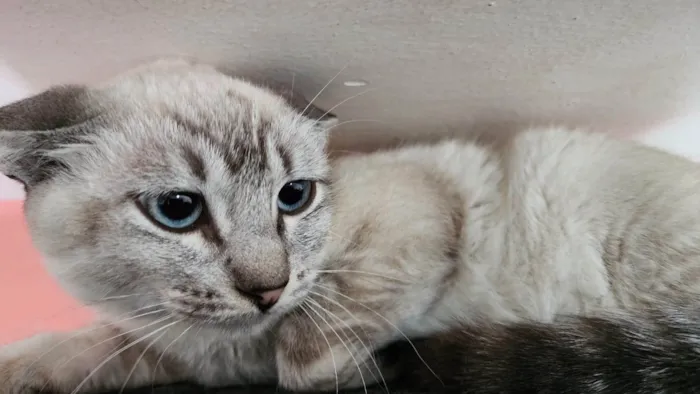 Gato ra a SRD-ViraLata idade 2 a 6 meses nome Leo