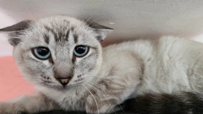 Gato ra a SRD-ViraLata idade 2 a 6 meses nome Leo