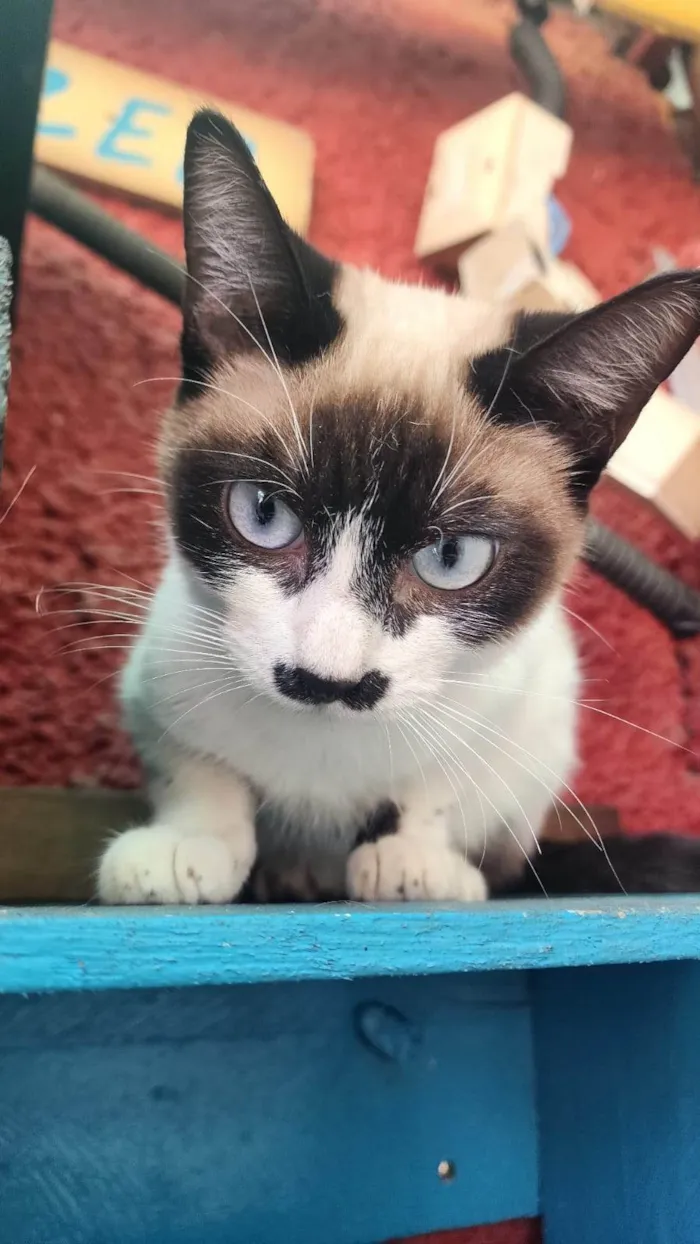 Gato ra a SRD-ViraLata idade 2 a 6 meses nome Mustache