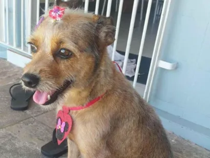 Cachorro raça SRD-ViraLata idade 5 anos nome Belinha