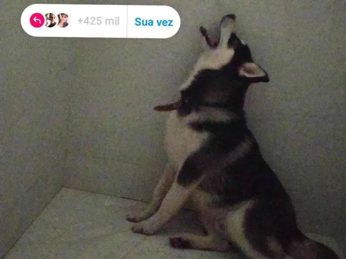 Cachorro ra a Husky Siberiano idade 1 ano nome Atlas