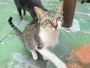 Gato raça SRD-ViraLata idade 1 ano nome Churu