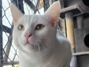 Gato raça SRD-ViraLata idade 7 a 11 meses nome Max