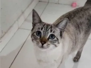 Gato raça SRD-ViraLata idade 2 anos nome MamaCat