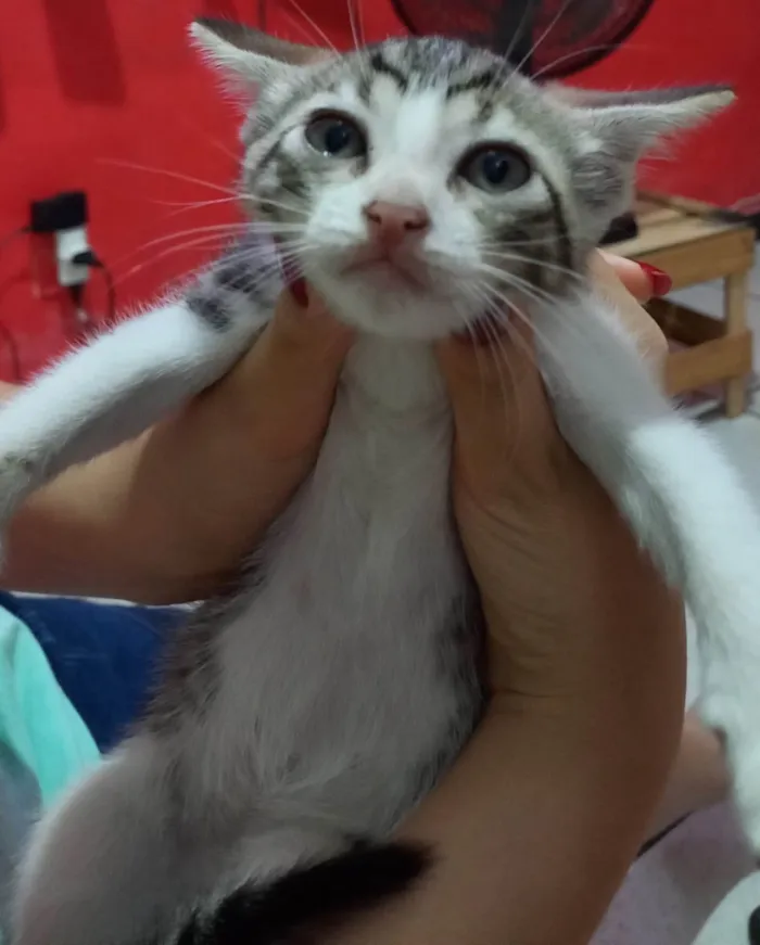 Gato ra a SRD-ViraLata idade Abaixo de 2 meses nome Flocos