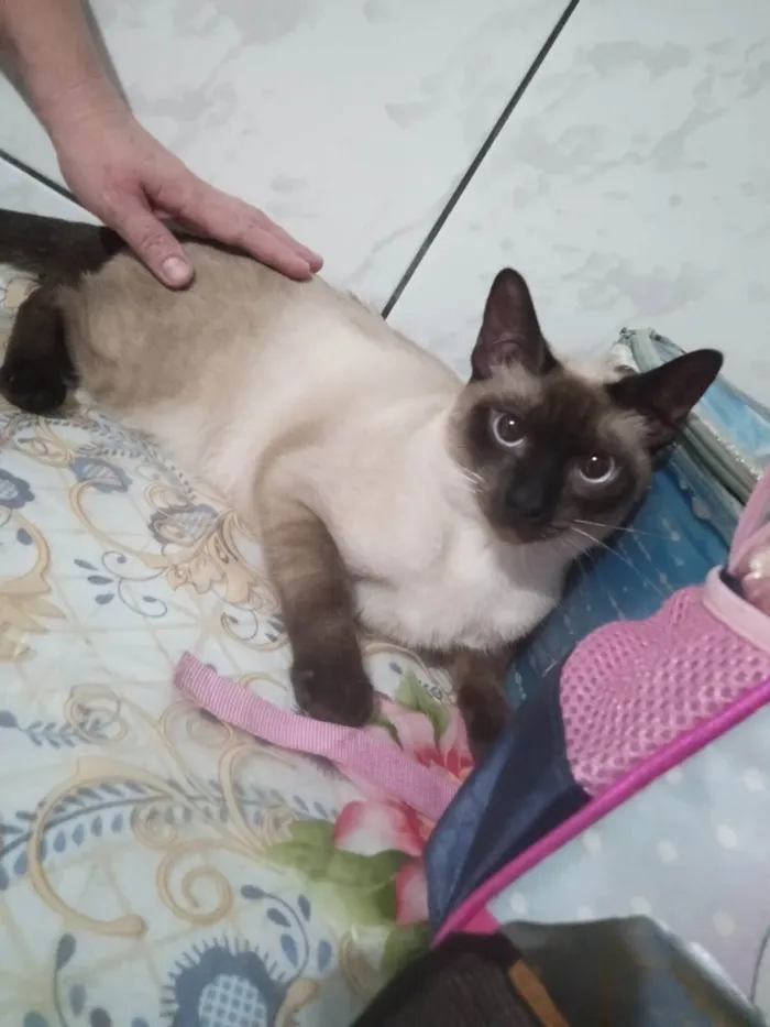 Gato ra a Siamês idade 1 ano nome Siam