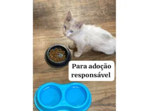 Gato raça SRD-ViraLata idade 2 a 6 meses nome Marie