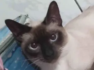 Gato raça Siamês idade 1 ano nome Siam