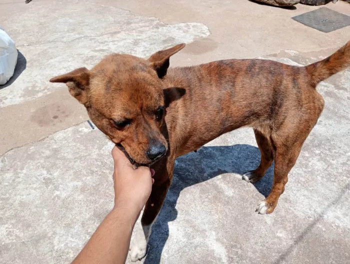 Cachorro ra a SRD-ViraLata idade 3 anos nome Havena