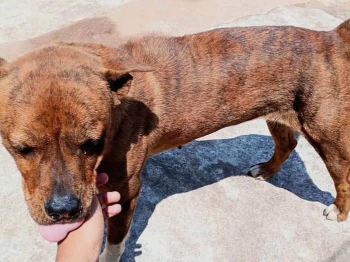 Cachorro ra a SRD-ViraLata idade 3 anos nome Havena