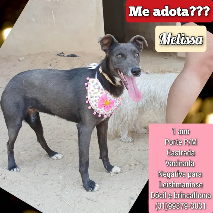 Cachorro ra a SRD-ViraLata idade 1 ano nome Melissa