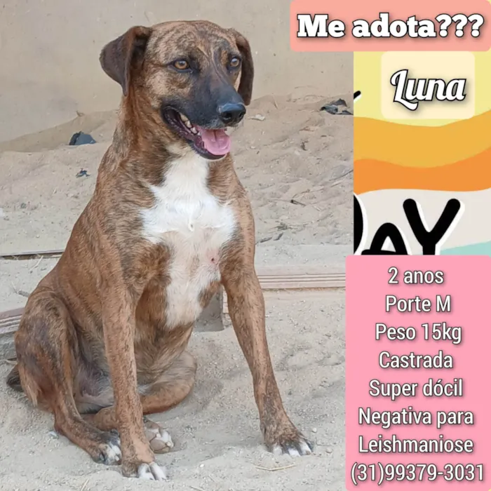 Cachorro ra a SRD-ViraLata idade 2 anos nome Luna