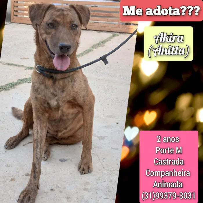 Cachorro ra a SRD-ViraLata idade 2 anos nome Akira