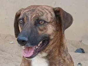 Cachorro raça SRD-ViraLata idade 2 anos nome Luna