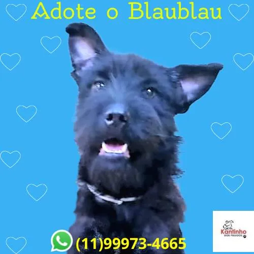 Cachorro ra a SRD-ViraLata idade 1 ano nome Blaubau 