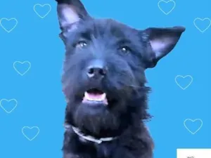 Cachorro raça SRD-ViraLata idade 1 ano nome Blaubau 