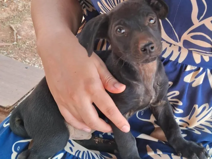 Cachorro ra a SRD-ViraLata idade 2 a 6 meses nome Sueli Silva