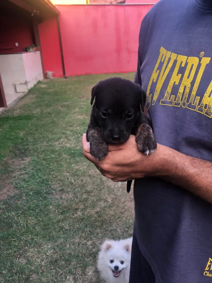 Cachorro ra a SRD-ViraLata idade Abaixo de 2 meses nome Tulipa