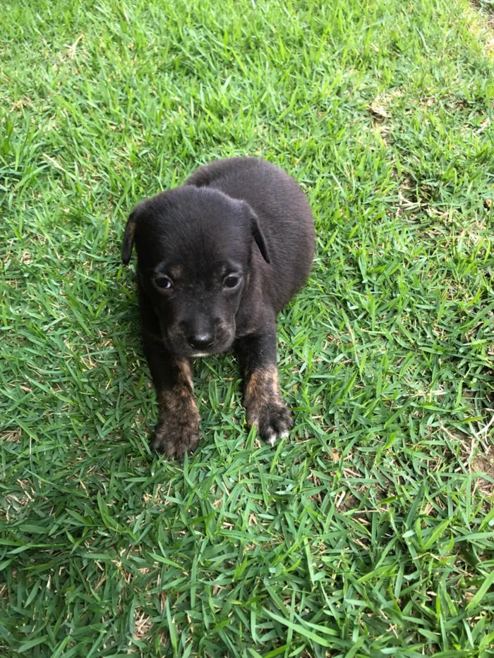 Cachorro ra a SRD-ViraLata idade Abaixo de 2 meses nome Tulipa