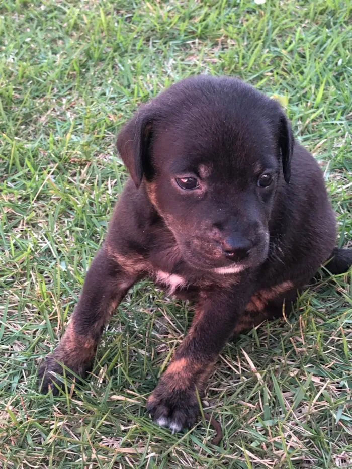 Cachorro ra a SRD-ViraLata idade Abaixo de 2 meses nome Tulipa