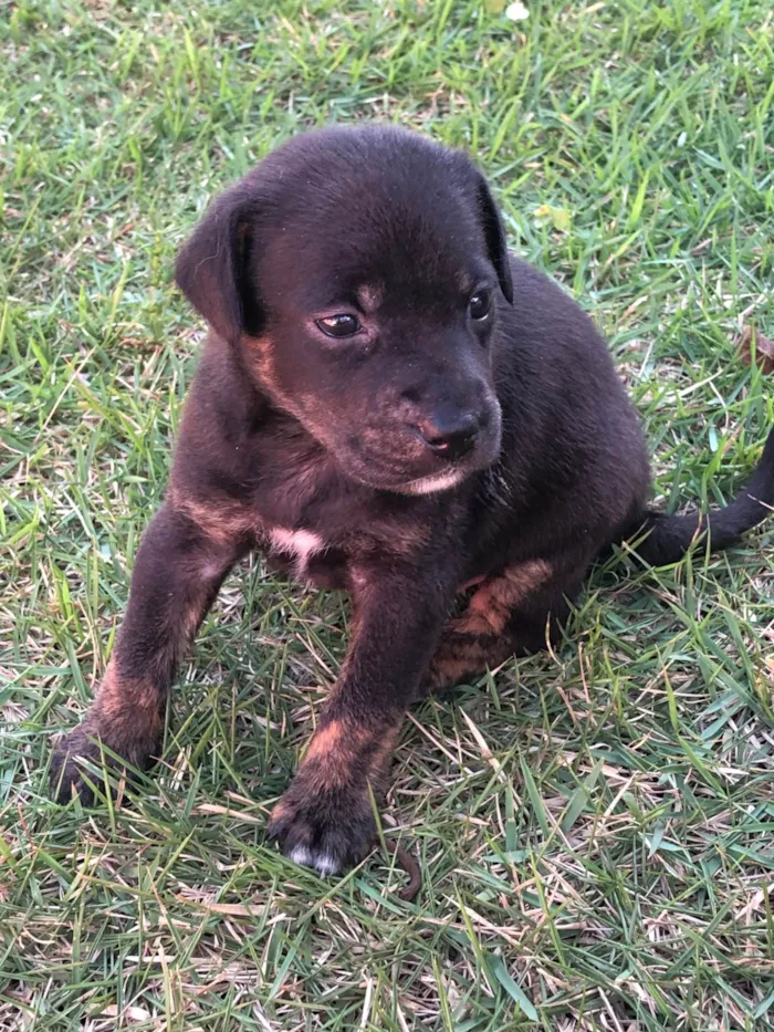 Cachorro ra a SRD-ViraLata idade Abaixo de 2 meses nome Tulipa