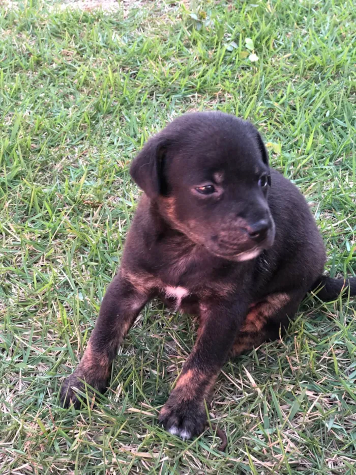 Cachorro ra a SRD-ViraLata idade Abaixo de 2 meses nome Tulipa