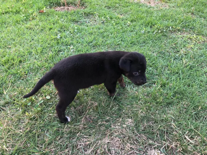 Cachorro ra a SRD-ViraLata idade Abaixo de 2 meses nome Tulipa