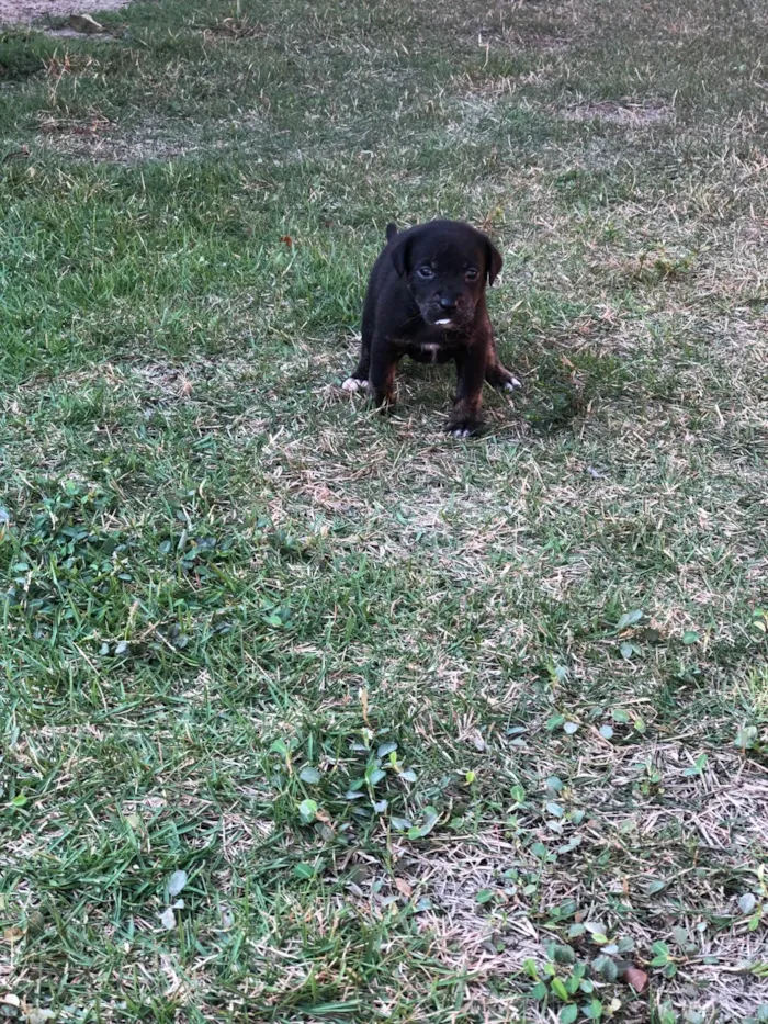 Cachorro ra a SRD-ViraLata idade Abaixo de 2 meses nome Tulipa